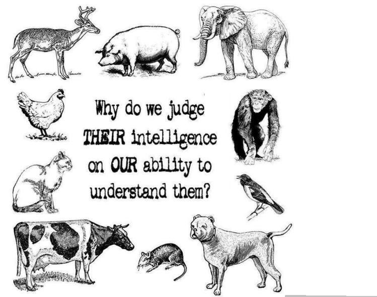 Animal intelligence