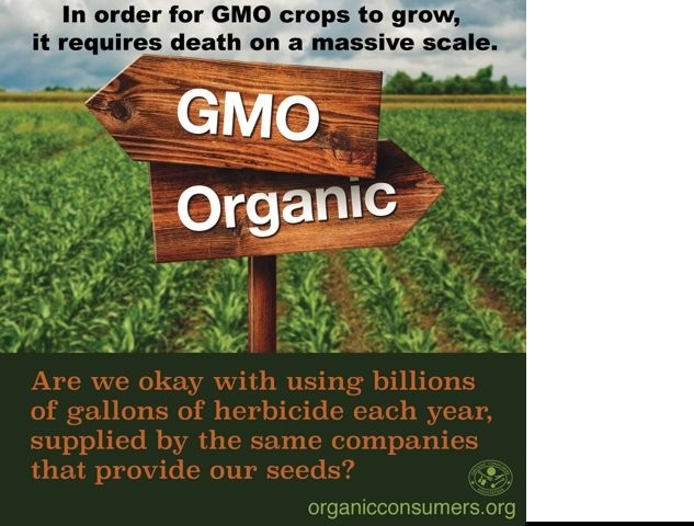 GMO organic