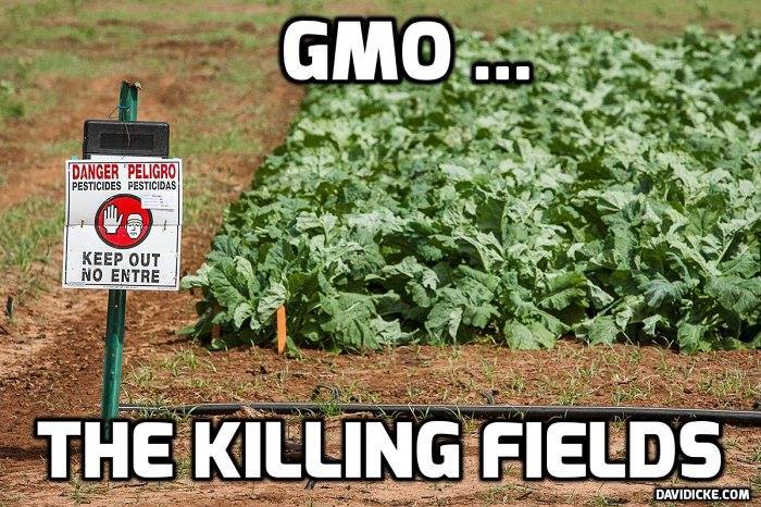 GMO killing fields