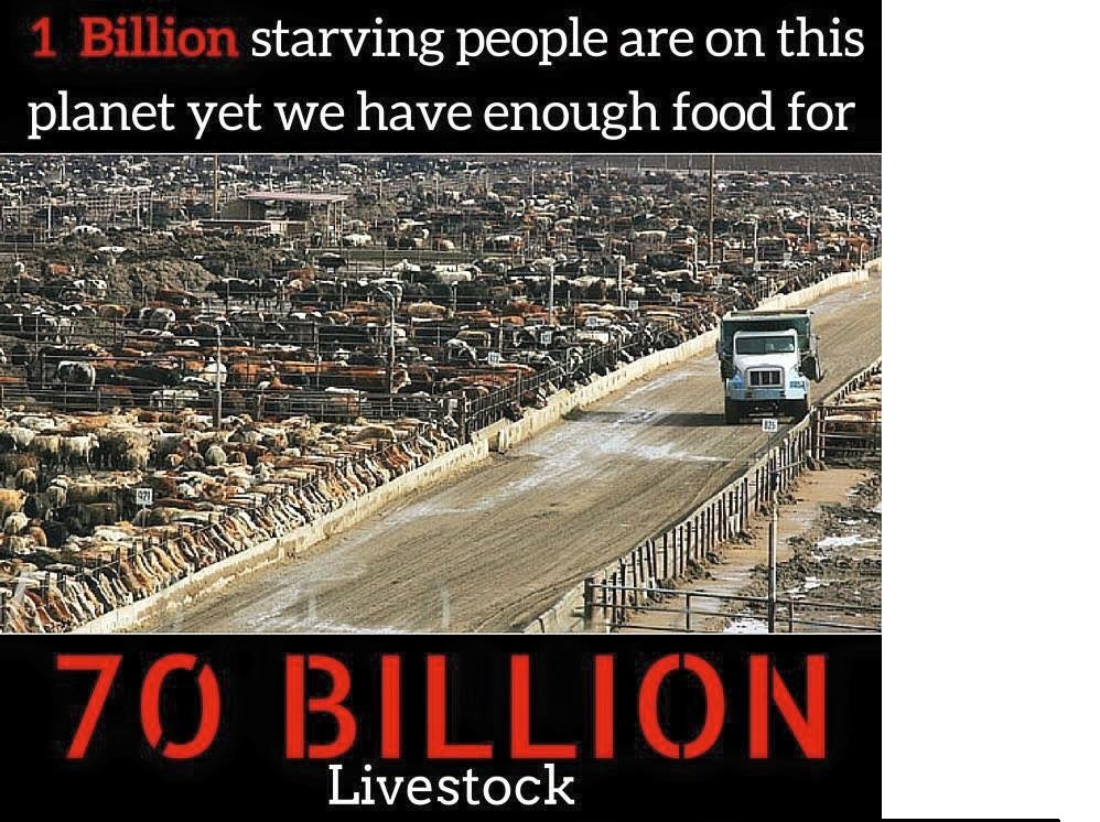 Livestock food