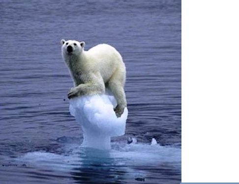 Polar bear Caps melting