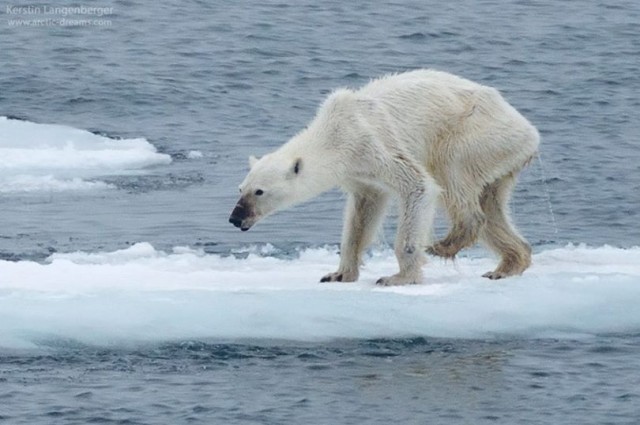Polar bear Global warming